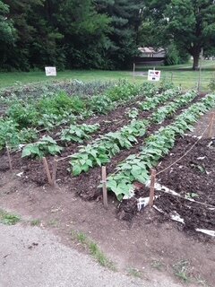 Nicholson Elementary School garden.